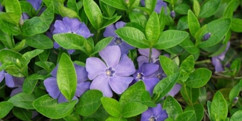 Periwinkle mali: opis, fotografija, koristi, šteta, narodni recepti i recenzije